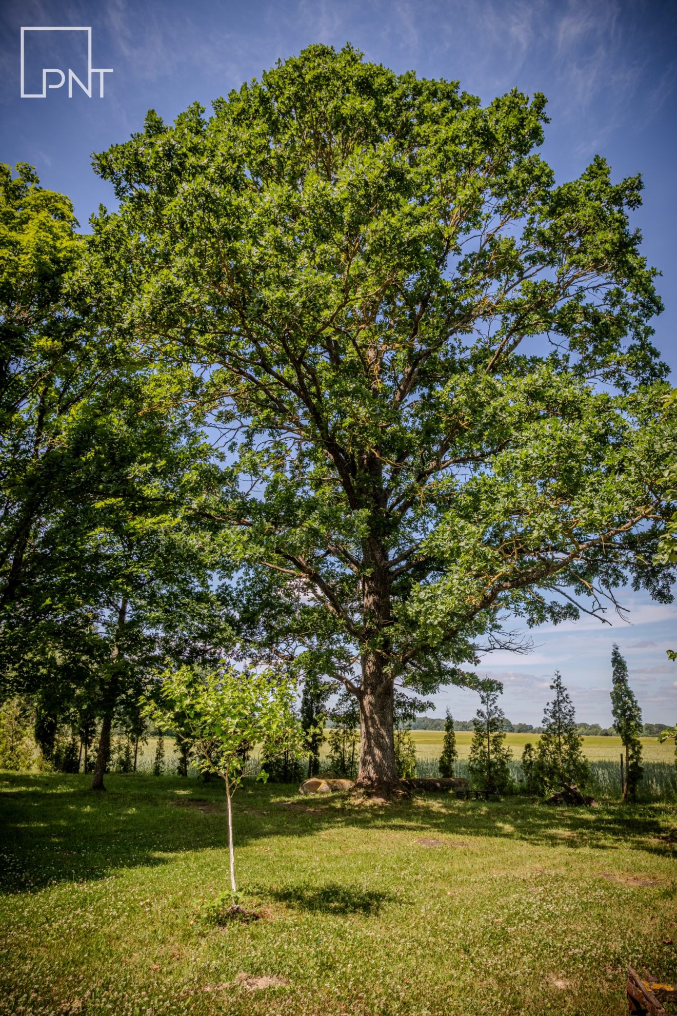 Išskirtinė vienkiemio sodyba su 4,48 ha žemės sklypu, Pakiršnių g. 6, Pakiršniai, Radviliškio r. – nuotrauka 6